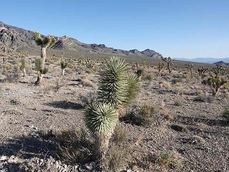 Desert National Wildlife Range