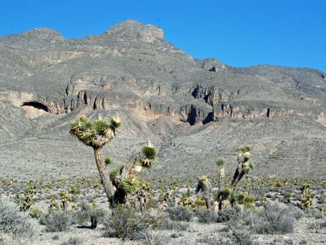 Yucca Forest