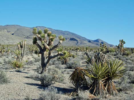 Yucca Forest