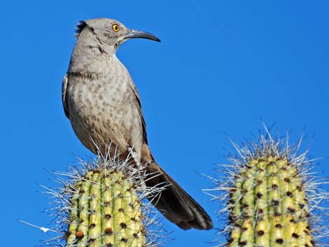 Birding the Arizona-Sonora Desert Museum