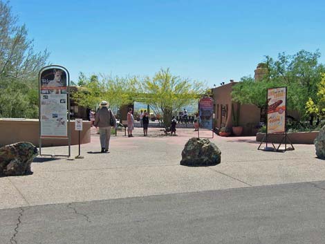 Birding the Arizona-Sonora Desert Museum