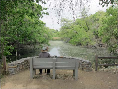 Hassayampa River Preserve