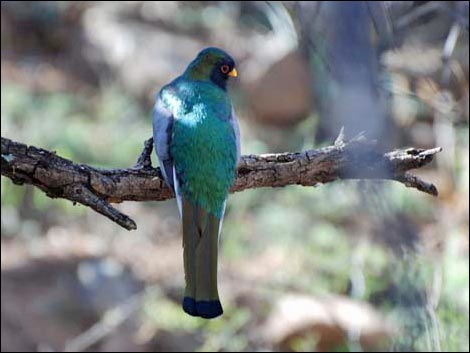 Patagonia Area Birding