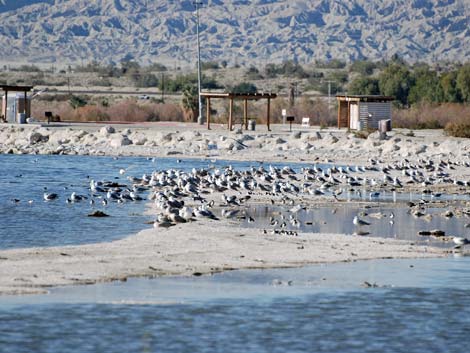 Birding the Salton Sea