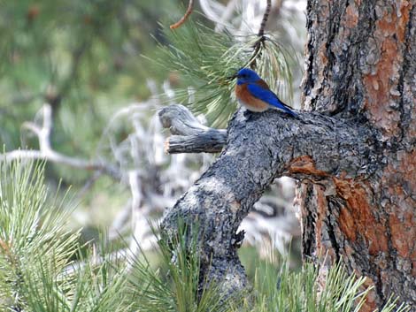 Western Bluebird in Ponderosa Pine