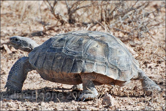 Desert Tortoise Walking