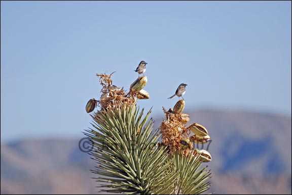 Black-throated Sparrows on Joshua Tree