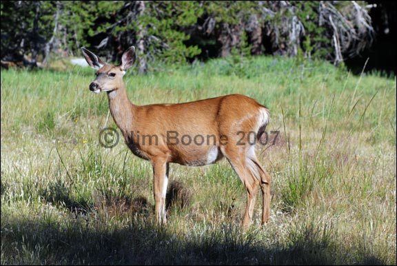 Mule Deer in Meadow