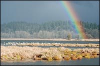 Rainbow on Duck Pond