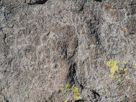 Ash Springs Petroglyph