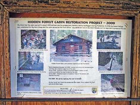 Hidden Forest Cabin