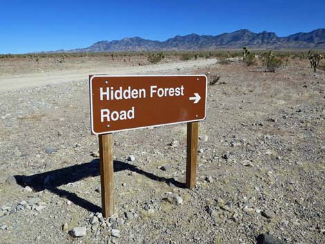 Hidden Forest Road