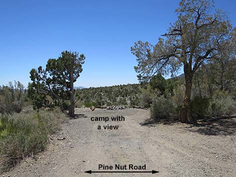 Pine Nut Road
