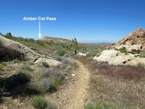 Amber Cat-Doodlebug Loop