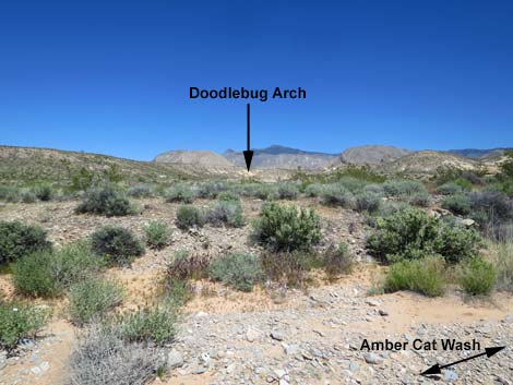 Amber Cat-Doodlebug Loop