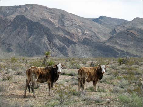 Bundy trespass cattle
