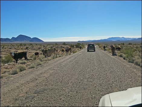 Bundy trespass cattle