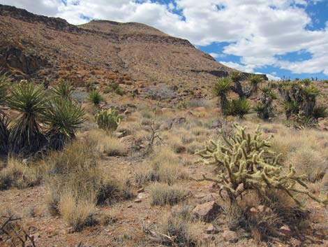 Cactus Garden Loop Trail