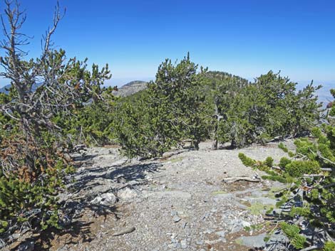 Bonanza Peak Trail