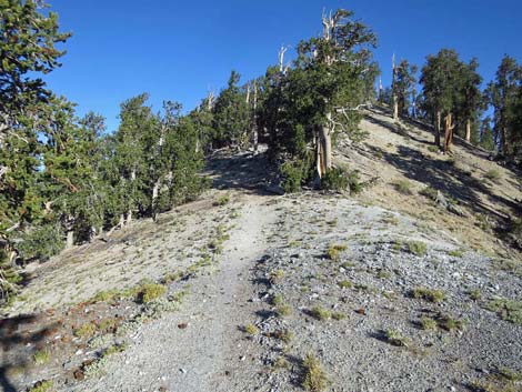 Bonanza Trail
