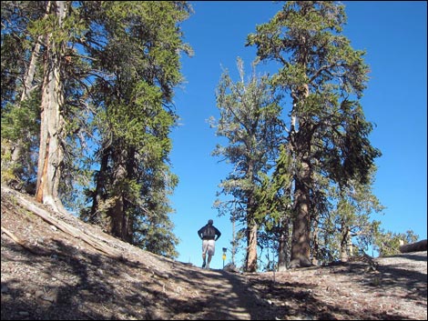 Old Bristlecone Trail