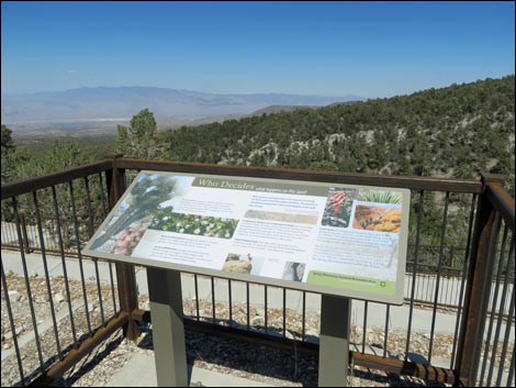 Desert View Overlook Trail