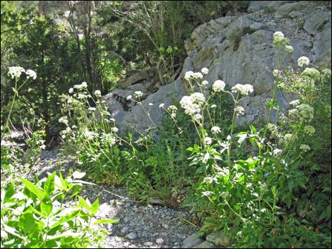 Angelica scabrida (charleston mountain angelica)