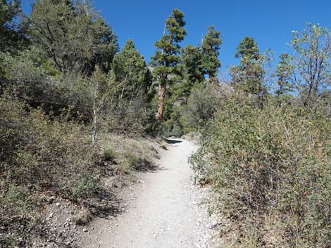Fletcher Canyon Trail