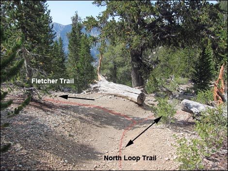 Fletcher Peak Trail