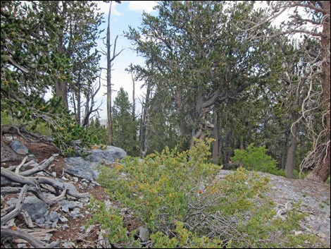 Fletcher Peak Trail