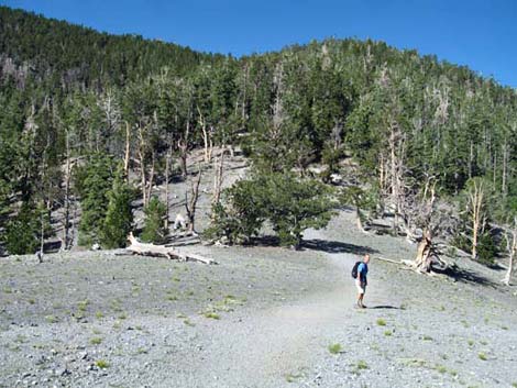 North Loop Trail Viewpoint