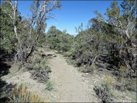 Sawmill Loop Trail