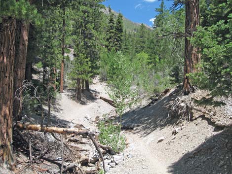 Trail Canyon Trail