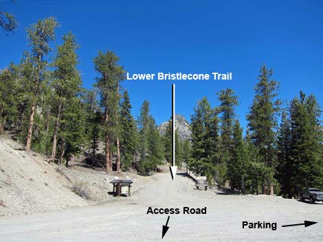 Lower Bristlecone Trailhead