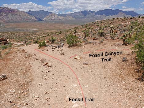 Fossil Canyon Trail