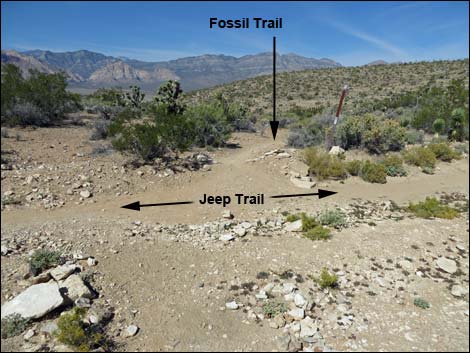 Fossil Trail