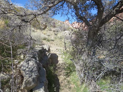 Calico Basin Overlook Trail