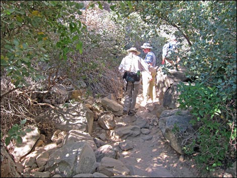 Lower Lost Creek Falls Trail