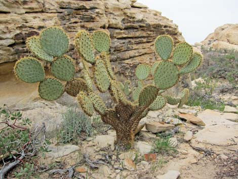 Opuntia chlorotica (pancake cactus)