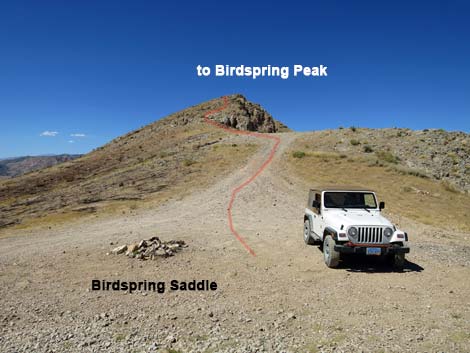 Birdspring Saddle