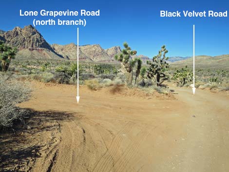 black velvet road