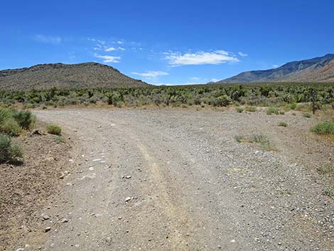 Lone Grapevine Road