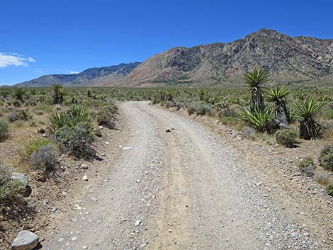 Lone Grapevine Road