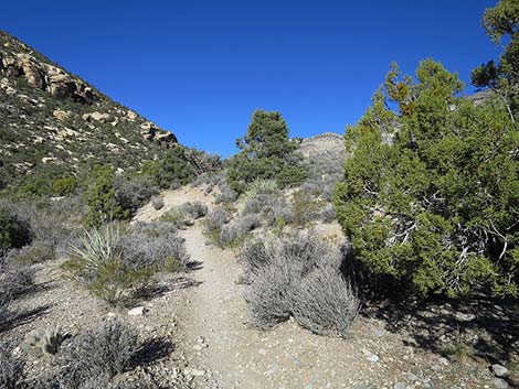 White Rock Loop Trail