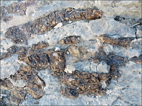 Fossil Muck