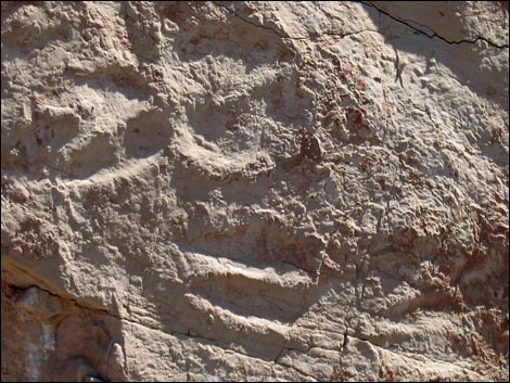 Fossil Tracks