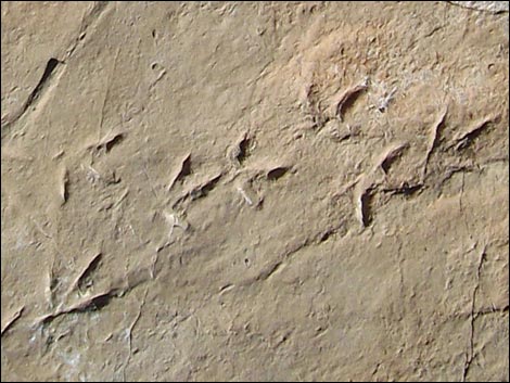 Fossil Tracks