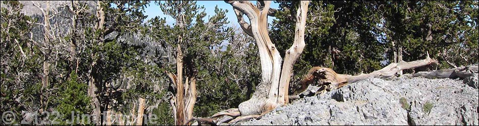 Bristlecone Pine Forest (Hudsonian Life Zone)