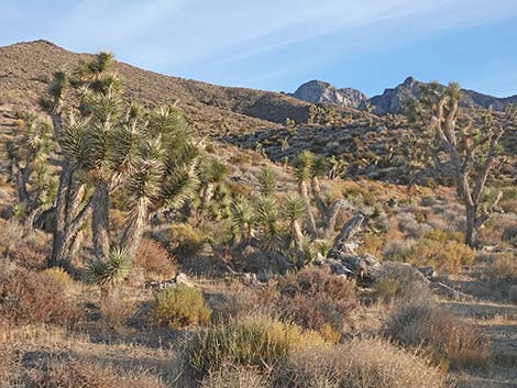 Mojave Desert Scrub