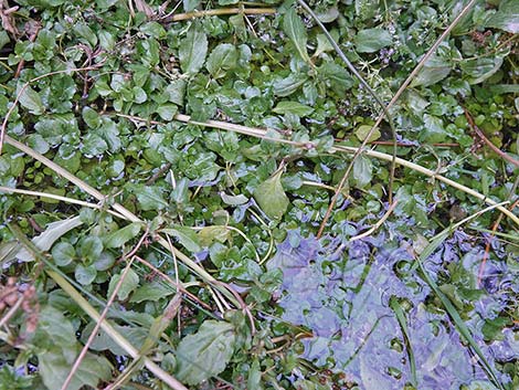 Watercresses (Nasturtium officinale)